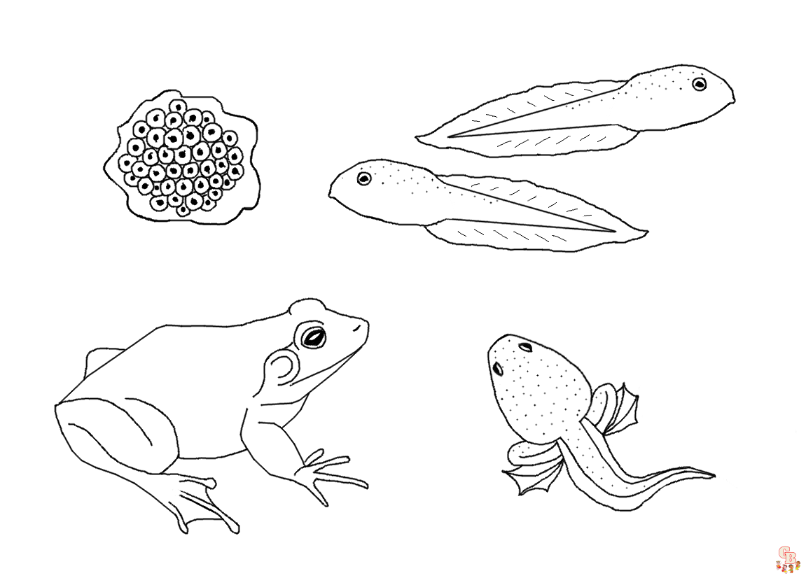 Frog life cycle coloring pages printable free and easy for kids