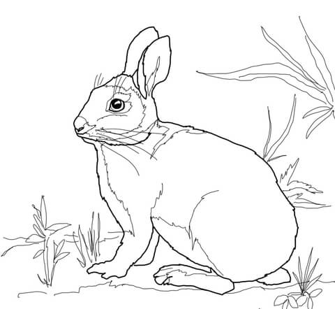 Cottontail marsh rabbit coloring page free printable coloring pages