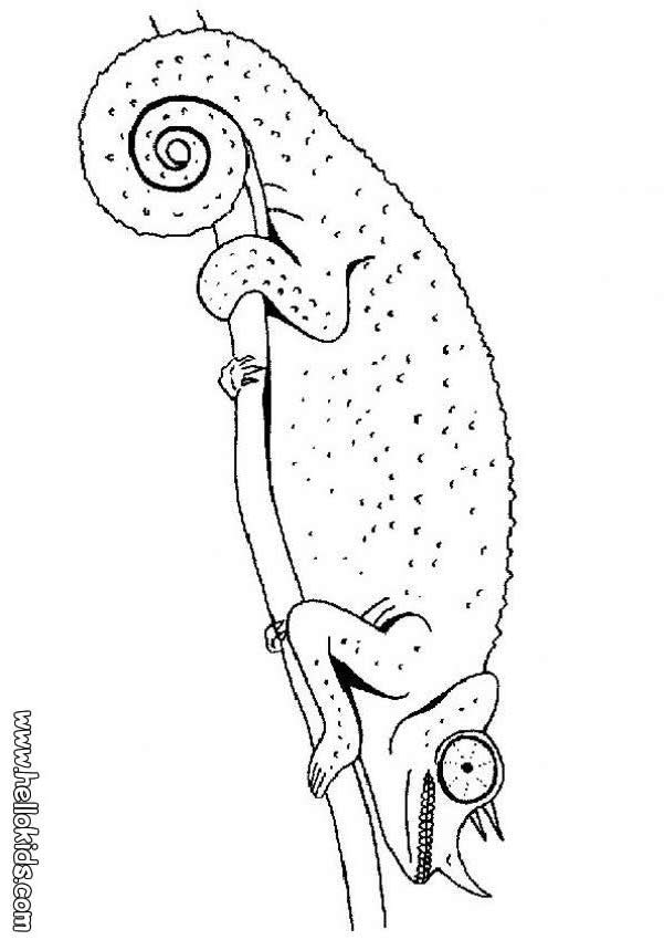 Carpet chameleon coloring pages