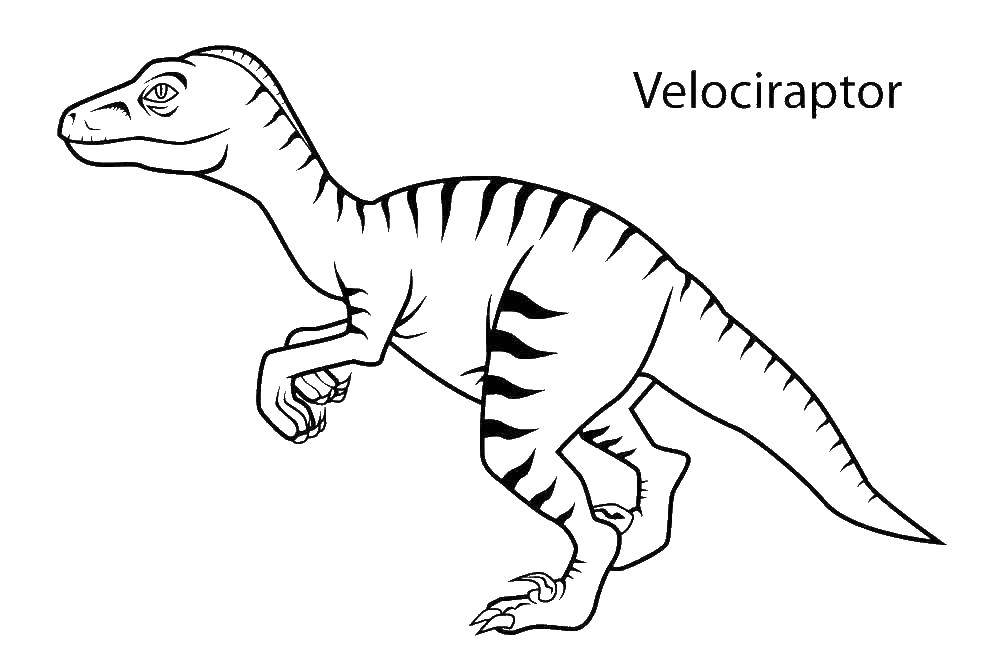 Online coloring pages coloring page dinosaur velociraptor dinosaur download print coloring page