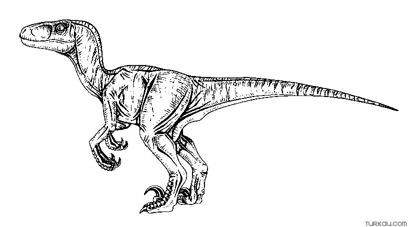 Raptor dinosaur coloring pages