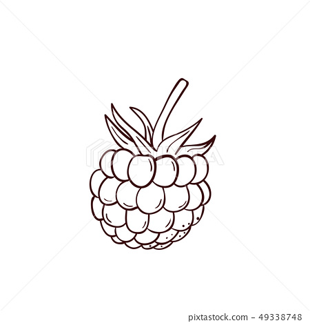 Coloring book vector hand drawn raspberry icon