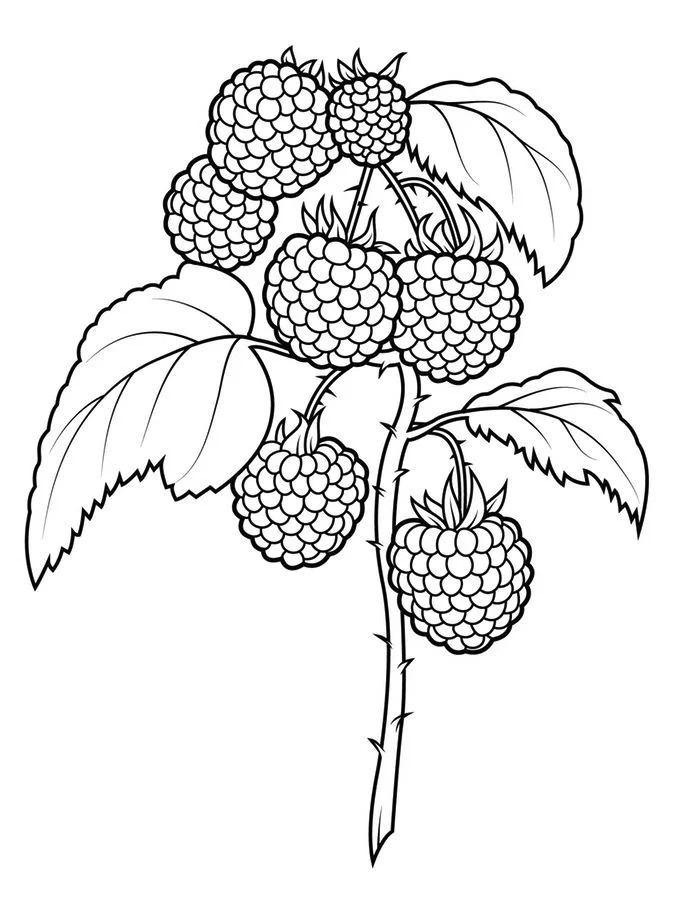 Raspberry coloring pages