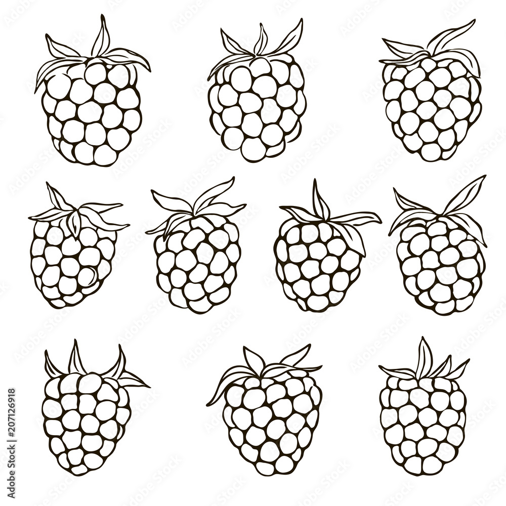 Vector contour raspberry berry set coloring book outlined vector