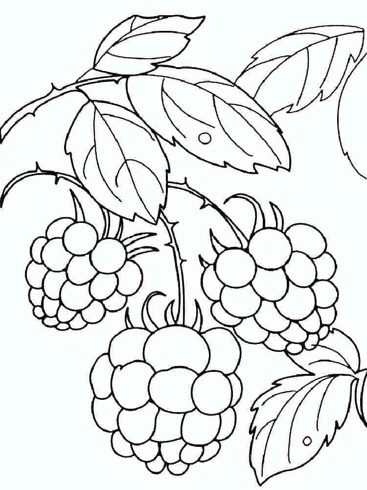Raspberry fruits coloring page