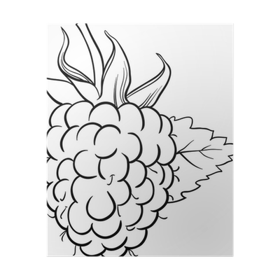 Poster raspberry illustration for coloring book