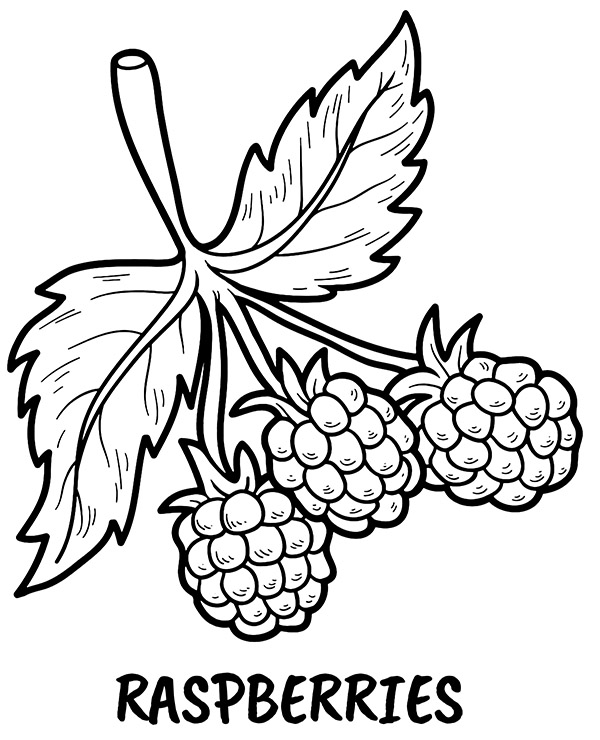 Raspberries coloring page fruits