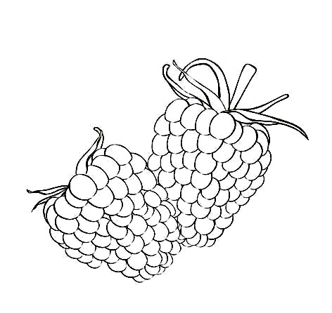 Free raspberry coloring pages pictures team colors