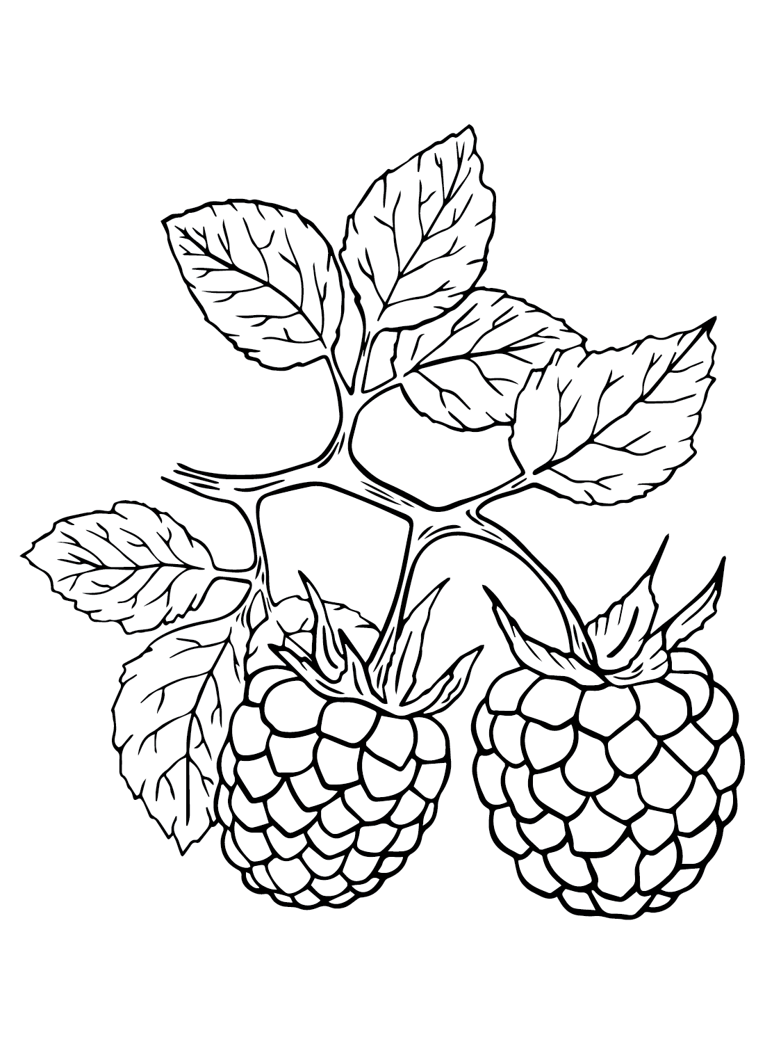 Raspberry coloring pages printable for free download