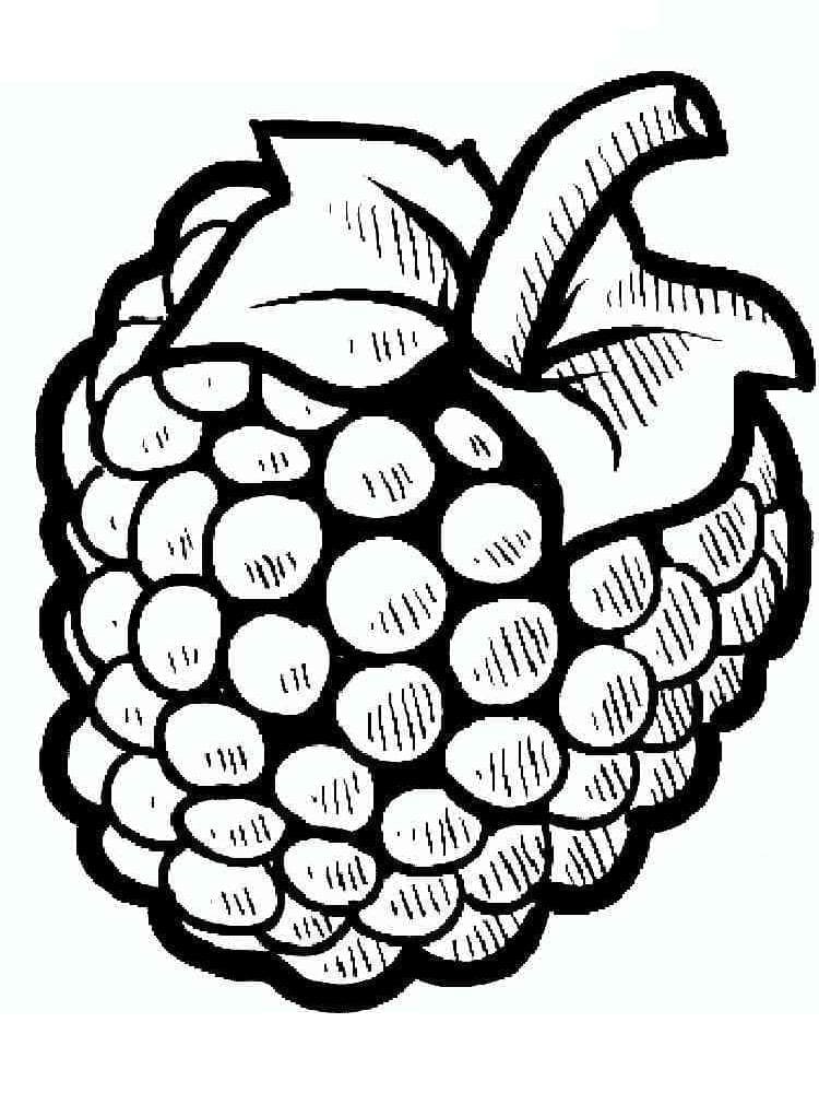 Red raspberries coloring page