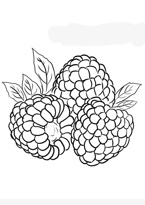 Coloring pages raspberry fruit coloring sheet for kids