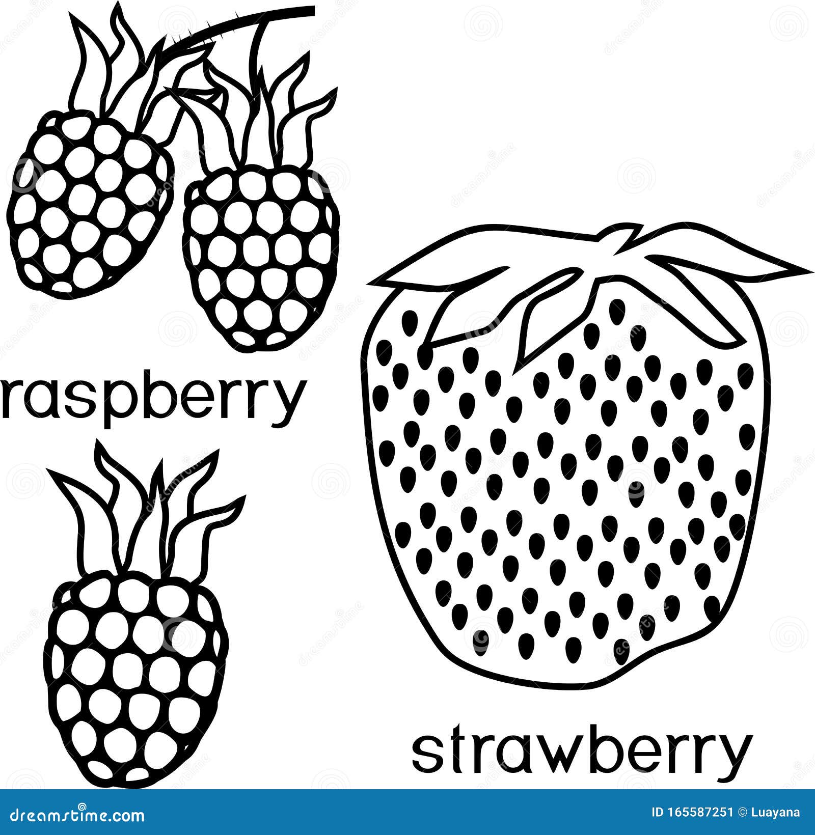 Coloring page raspberry and strawberry stock vector