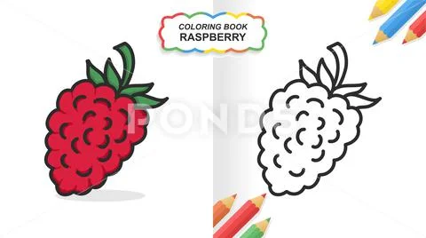 Raspberry fruit hand drawn coloring book for learning flat color ready to pr illustration