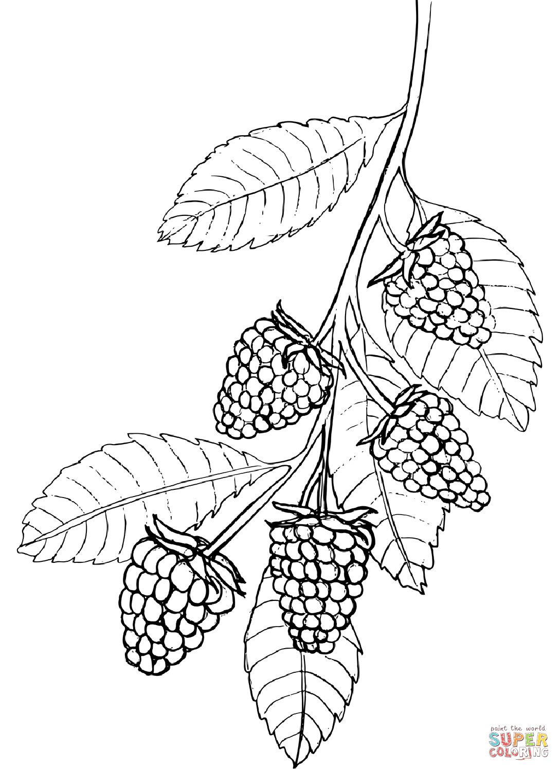 Raspberry coloring page free printable coloring pages
