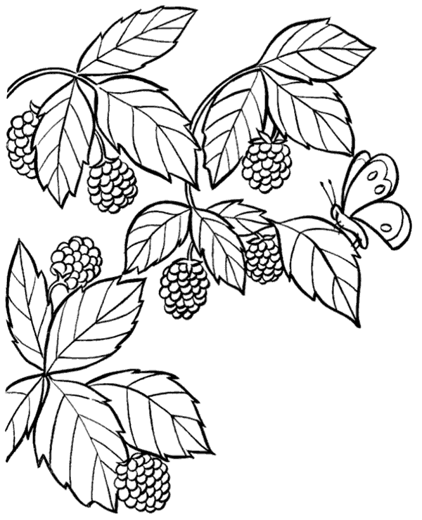 Wild raspberries coloring page for kids