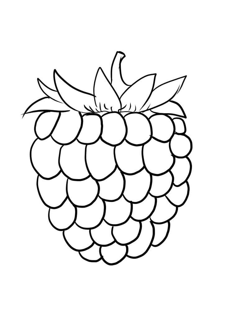 Berries coloring pages