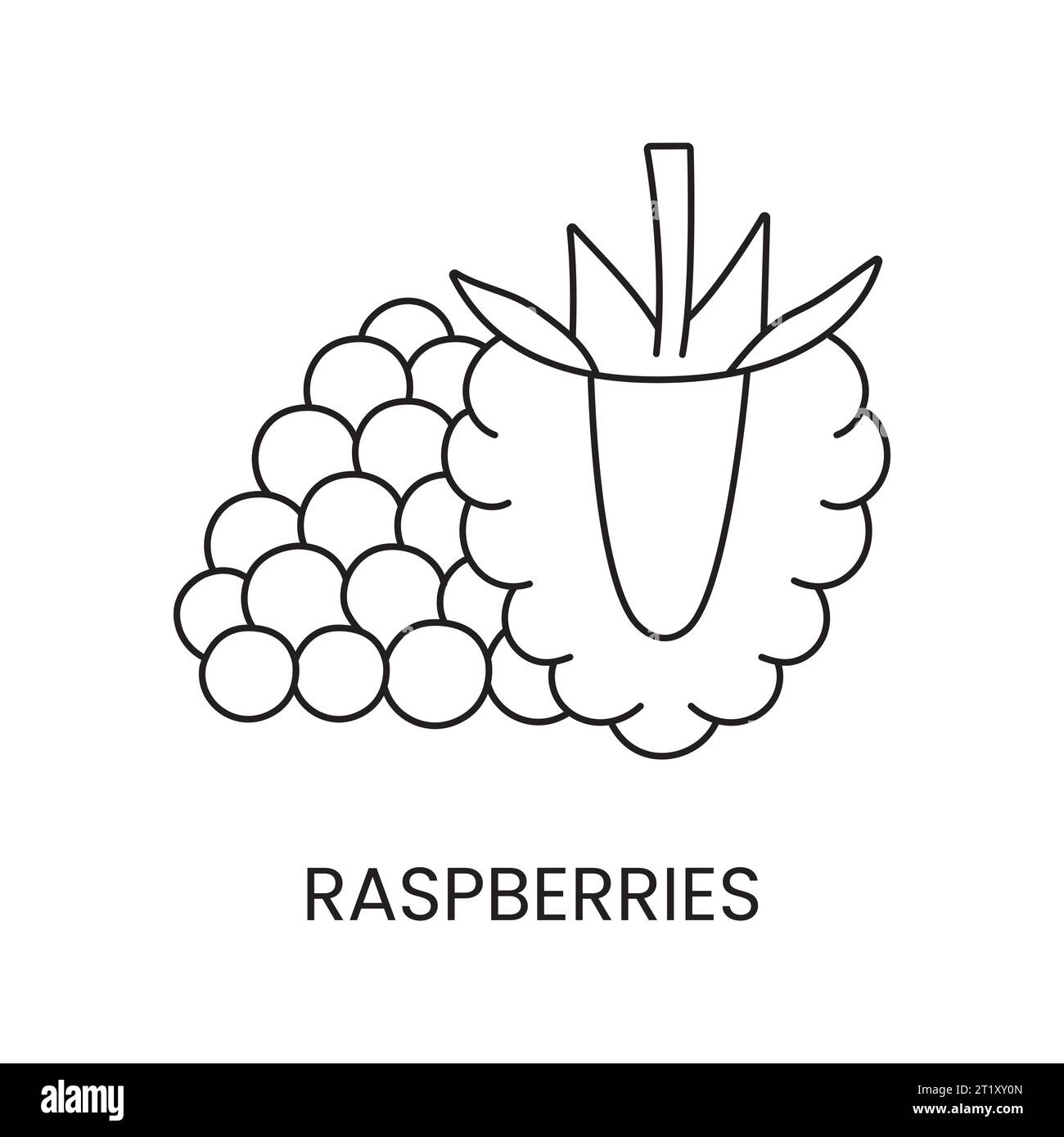 Raspberry illustration black and white stock photos images