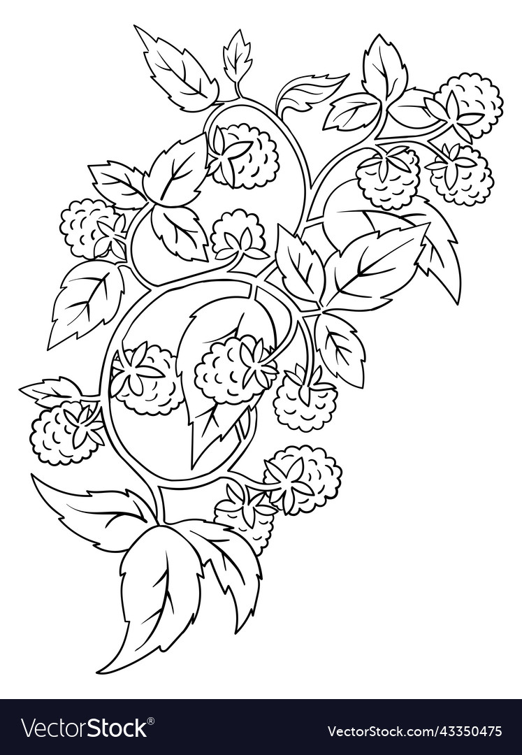 Raspberry coloring book element black countour vector image