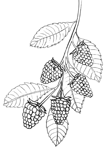 Raspberry coloring page free printable coloring pages