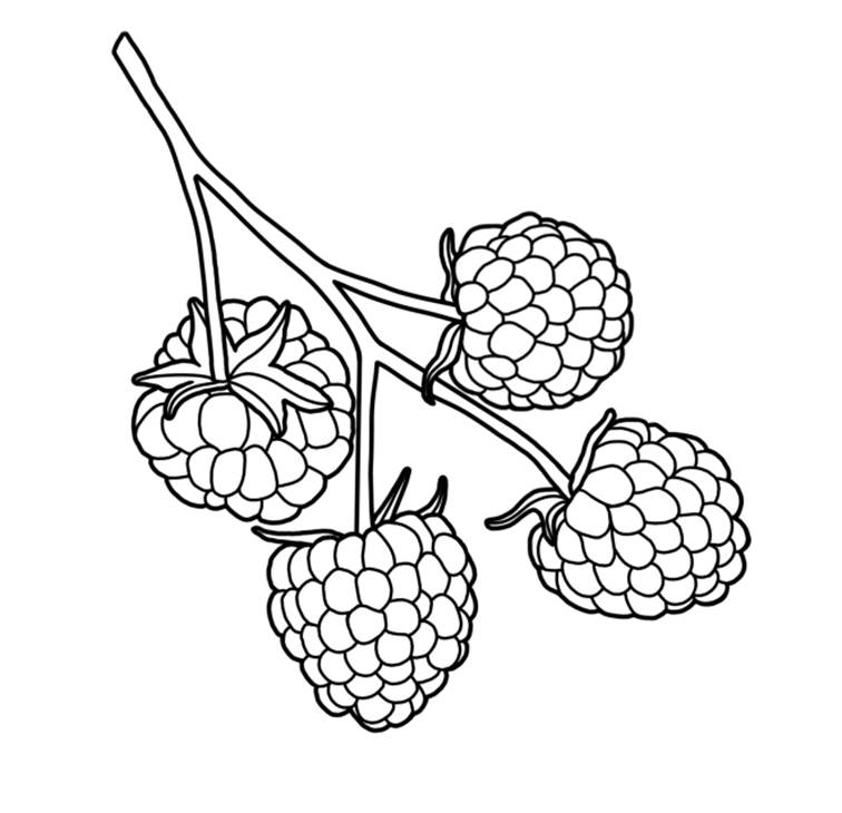 Raspberry coloring pages