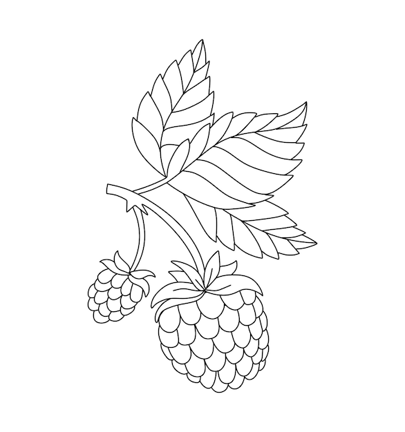 Premium vector raspberry doodle vector coloring book for kids