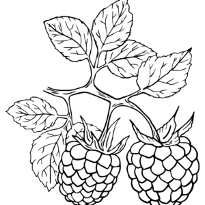 Raspberry coloring pages printable for free download