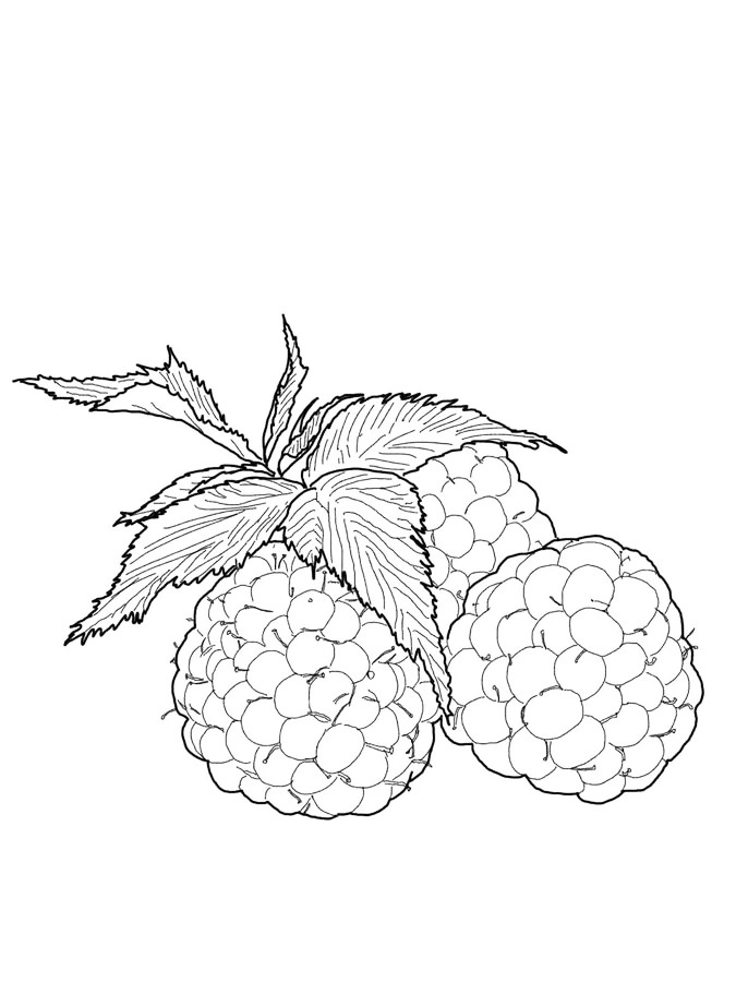 Raspberry coloring pages