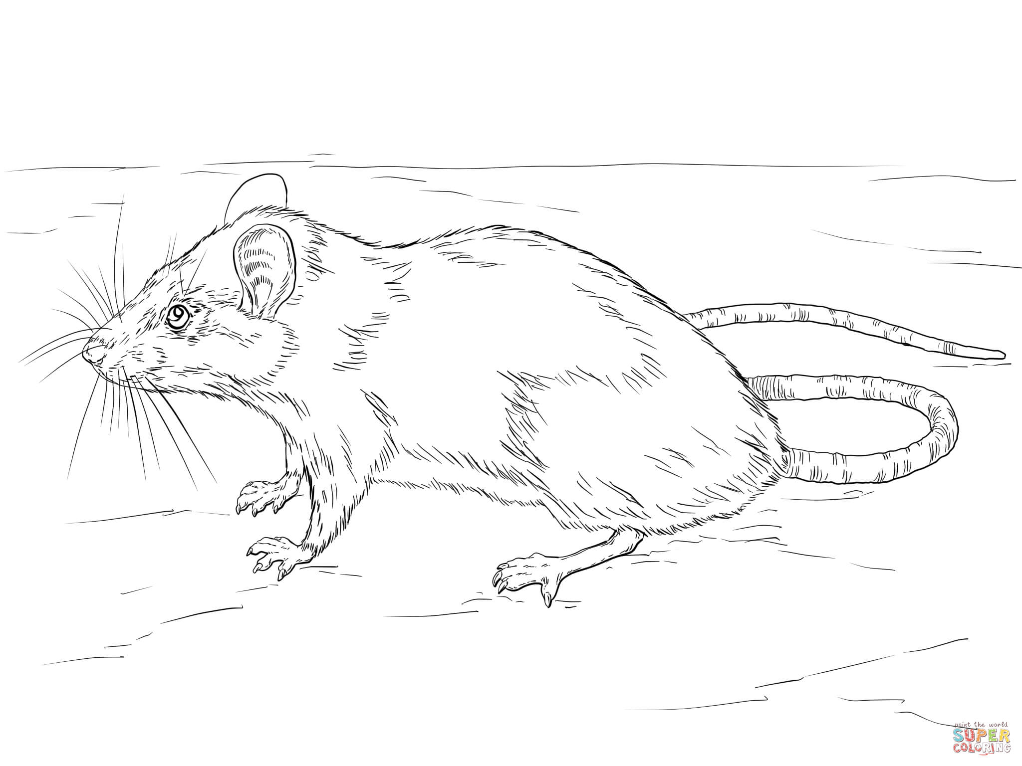 Black rat coloring page free printable coloring pages
