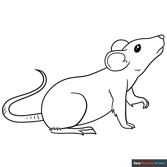 Rat coloring page easy drawing guides