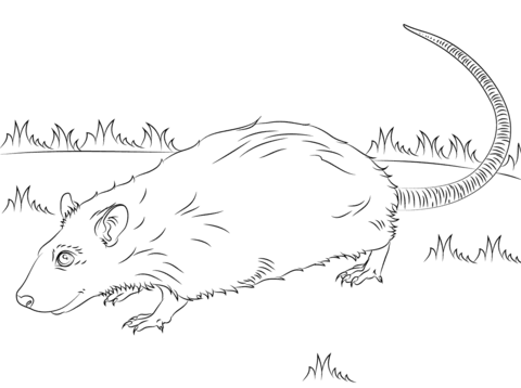 Cute rat coloring page free printable coloring pages