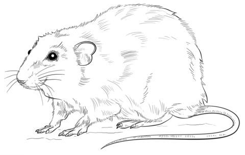 Realistic rat coloring page free printable coloring pages drawing tutorial animal coloring pages drawings