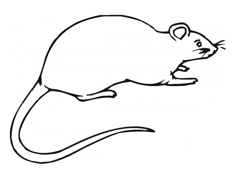Free printable rat coloring pages for kids