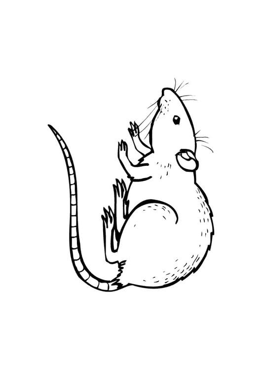 Coloring page rat