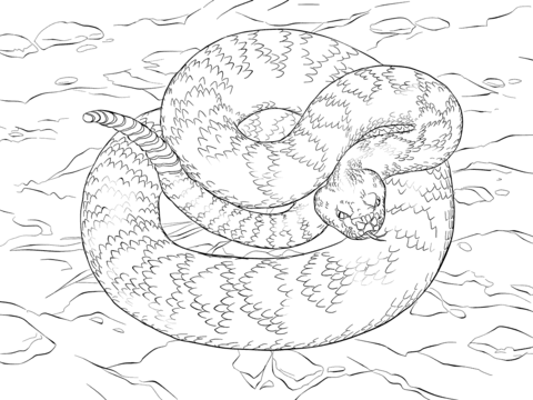 Realistic rattlesnake coloring sheet free printable colouring page free rattlesnake snakâ snake coloring pages coloring pages free printable coloring pages