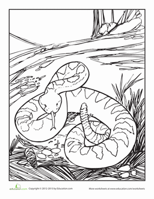 Rattlesnake worksheet education snake coloring pages coloring pages snake drawing