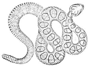 Rattlesnake coloring pages snake coloring pages scrapbook art