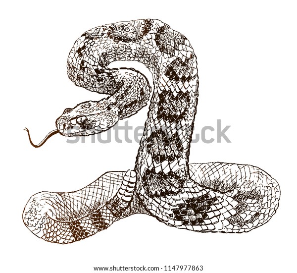 Rattlesnake line drawing images stock photos d objects vectors