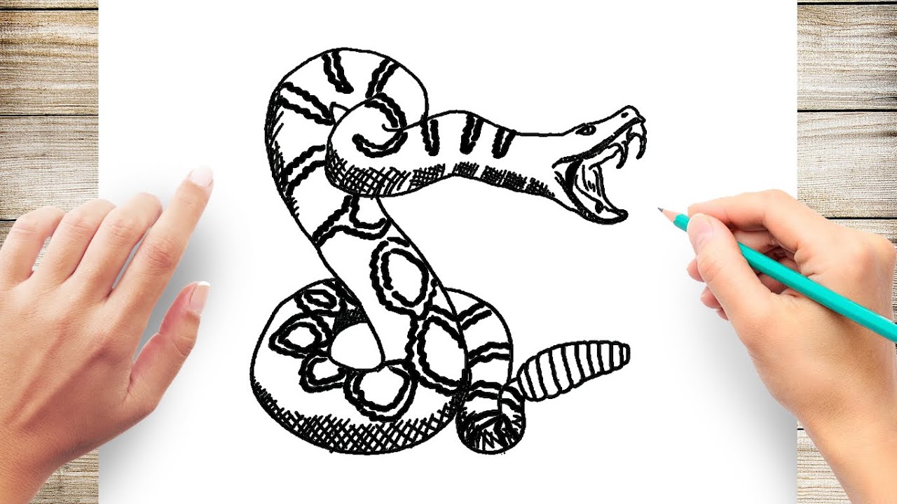 How to draw diaondback rattlesnake