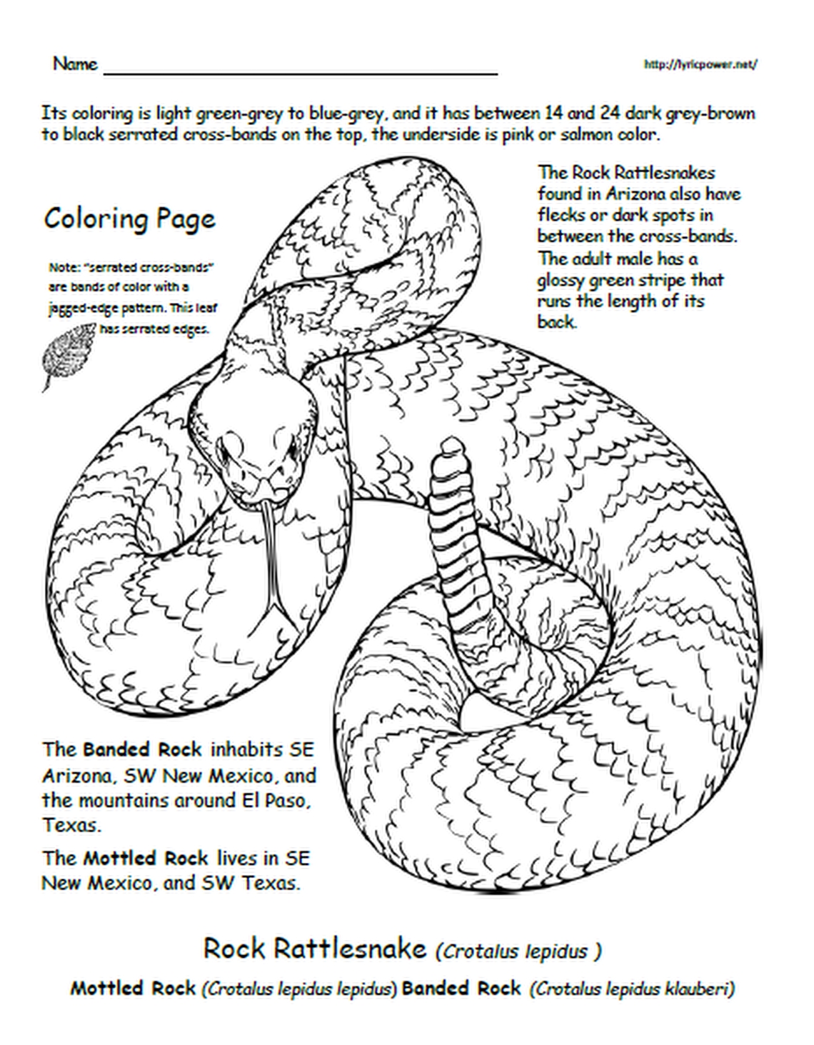 My coloring book about rattlesnakes of the united states gr k