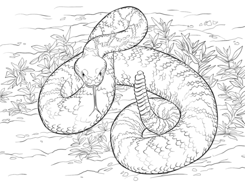 Western diamondback rattlesnake coloring page free printable coloring pages