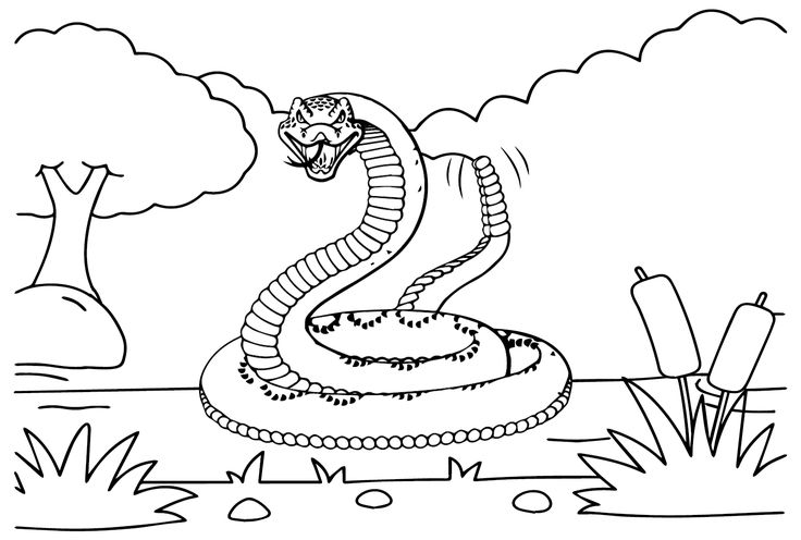 Rattlesnake coloring pages