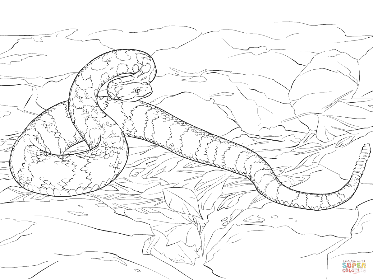 Timber rattlesnake coloring page free printable coloring pages