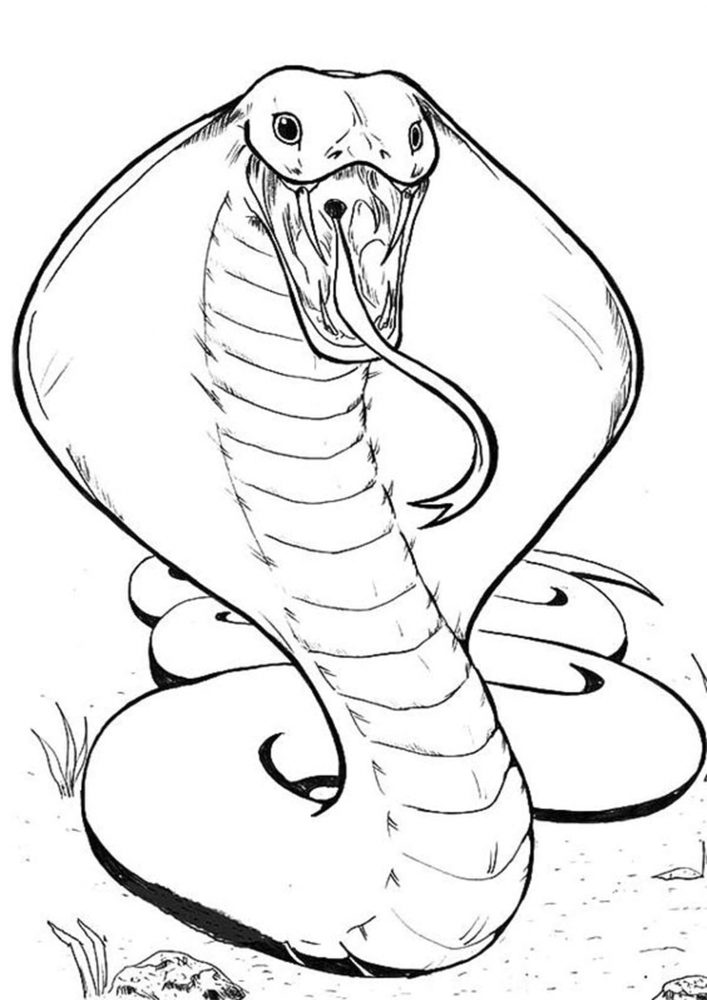 Free easy to print snake coloring pages