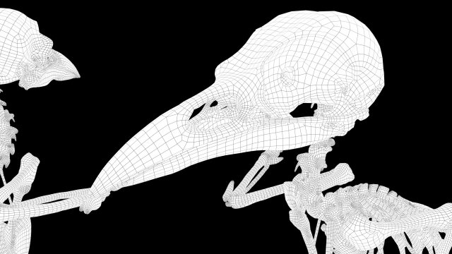 Raven skeleton d model in bird