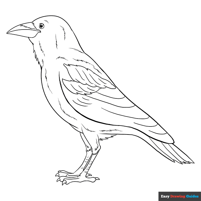 Raven coloring page easy drawing guides
