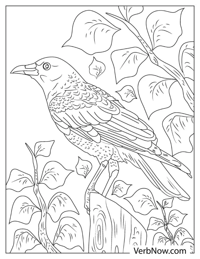 Free raven coloring pages book for download printable pdf