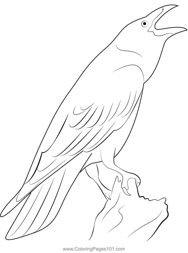 Raven bird coloring page bird coloring pages raven bird celtic coloring