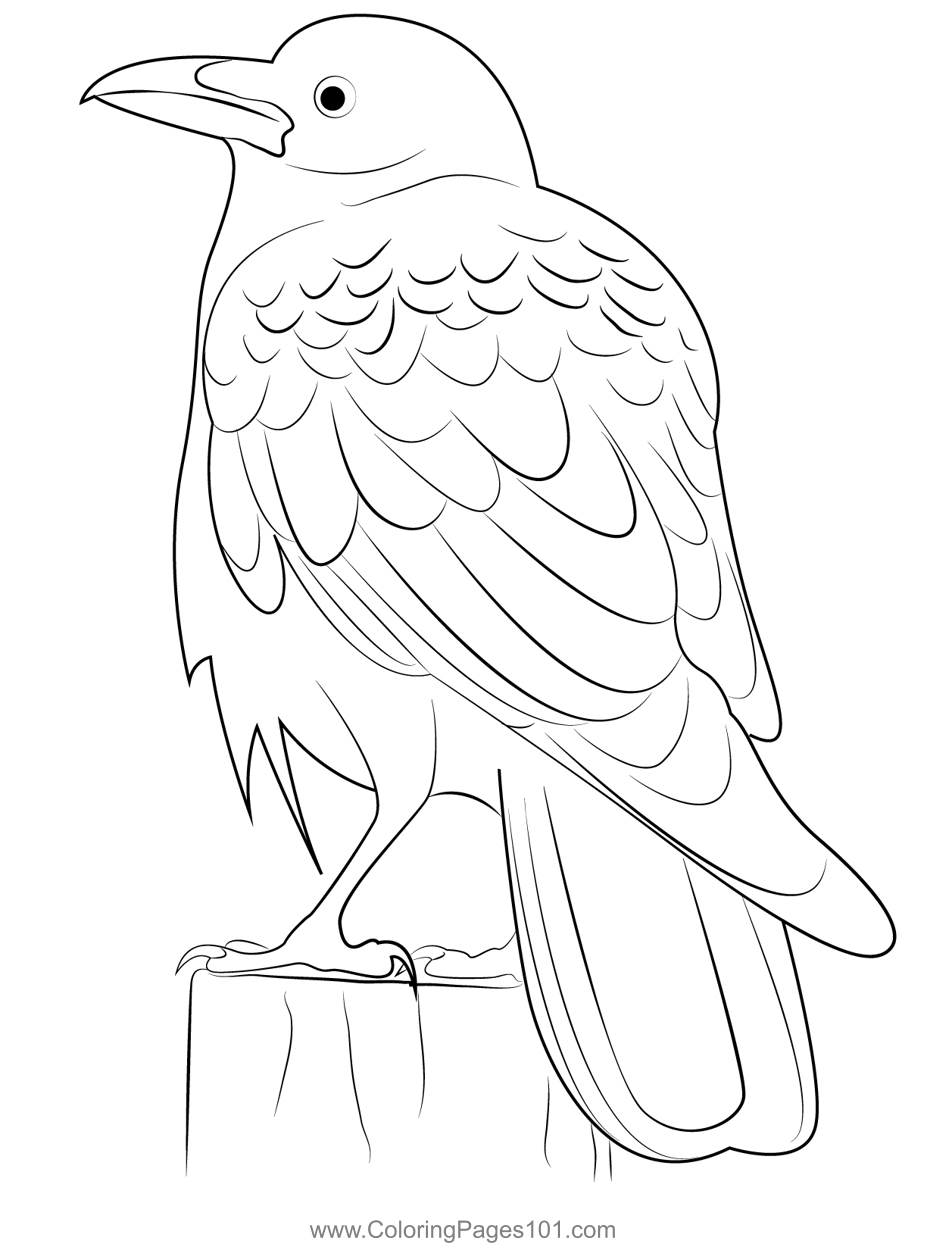 Raven bird coloring page for kids