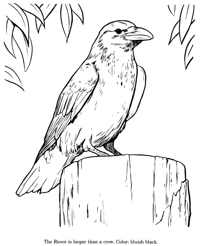 Raven drawing and coloring page pencil drawings of animals animals drawing images easy animal drawings