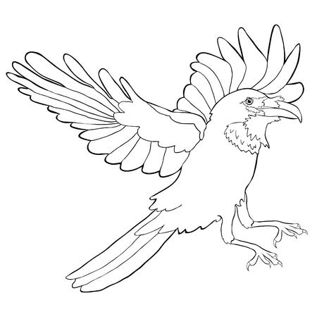 Coloring raven bird with wings flies vector illustration